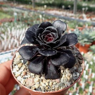 Aeonium arboreum v. atropurpureum cv. Schwarzkopf