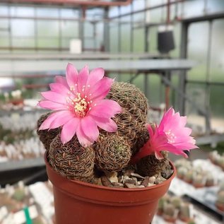 Sulcorebutia mojocoyensis  VZ 203 Cerro Pucarillo, Villa Redencion Pampa, Bolivia 2680m