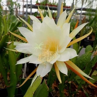 Epiphyllum-Hybr. Cooperi