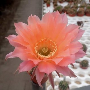 Echinopsis-Hybr. Rendezvouz  Rheingold 240