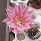 Echinopsis-Hybr. Pink Canary