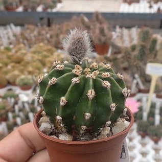 Echinopsis-Hybr. Pink Canary