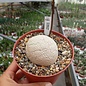 Dioscorea bulbifera