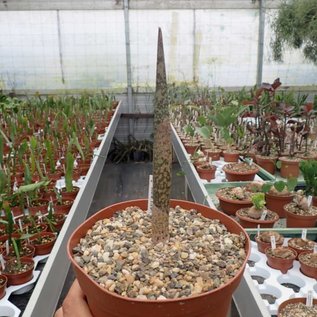 Amorphophallus bulbifer