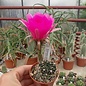 Echinopsis cardenasiana