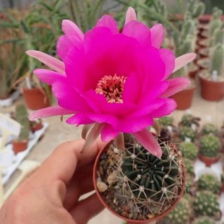 Echinopsis cardenasiana