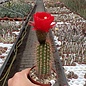 Echinopsis crassicaulis