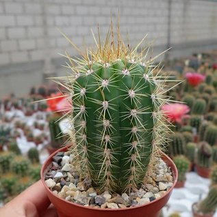 Trichocereus pseudocandicans cv. Rubriflora A 019