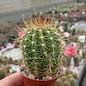 Trichocereus-Hybr. Gräsers Schönste  x Tricho-Hybr. Camaeleon