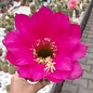 Trichocereus-Hybr. Cantora gelb 17cm x Kermesina x Thelesina rot