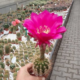 Trichocereus-Hybr. Cantora gelb 17cm x Kermesina x Thelesina rot