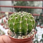 Echinopsis adolfofriedrichii f. ascunción   Ascunión-Capilla Tuya-Nuestra Senora de la Encarnación de Ita púa