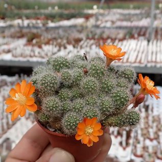 Rebutia pulvinosa