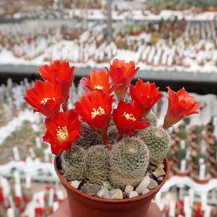 Rebutia teresae  KK 1925 Tarija, Los Cajas, 2600 m, Bolivien (syn. Aylostera)