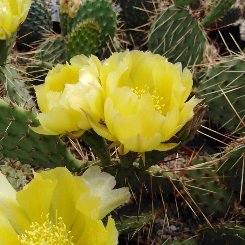 Tuxumni burishning erotik fotosuratlari Porno buvilar kunnilingusni yaxshi koradilar