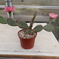 Opuntia rhodantha cv. Rosenheim      (dw)