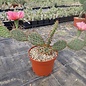 Opuntia rhodantha cv. Rosenheim      (dw)