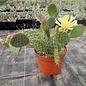 Opuntia phaeacantha v. albispina      (dw)