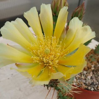 Opuntia macrorhiza Crawford  Crawford Sioux Co., Nebraska    (dw)