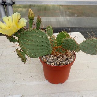 Opuntia macrorhiza Crawford  Crawford Sioux Co., Nebraska    (dw)