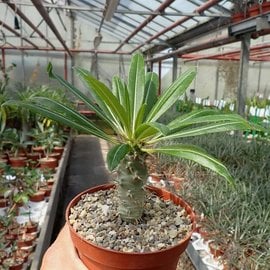 Pachypodium lamerei