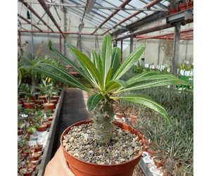 Pachypodium lamerei - Uhlig Kakteen - Più di 5.000 specie diverse