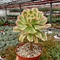 Aeonium arboreum cv. Tricolor