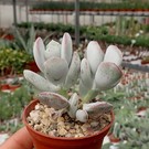 Cotyledon orbiculata cv. Pigs Ear