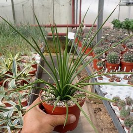 Agave striata