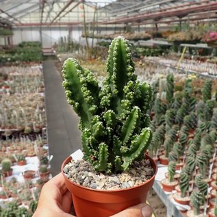 Cereus tetragonus cv. Florida Paolina