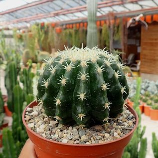 Echinocactus grusonii cv. Brevispinum