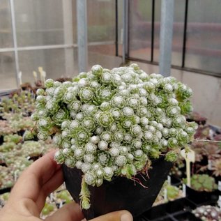 Sempervivum arachnoideum cv. Miniature      (dw)