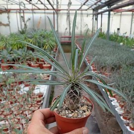 Pachypodium geayi   Madagaskar