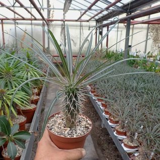 Pachypodium geayi