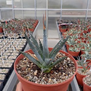 Agave utahensis v. utahensis LZ 2068 östl. Littlefield, AZ, 1010m    (dw)