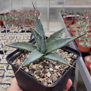 Agave utahensis v. utahensis LZ 2068 östl. Littlefield, AZ, 1010m    (dw)