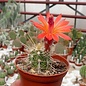 Echinocereus klapperi