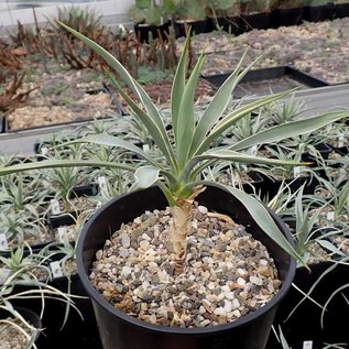 Yucca angustissima v. avia LZ 2038 Loa Pass Utah    (dw)