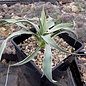 Yucca angustissima v. avia LZ 2038 Loa Pass Utah    (dw)