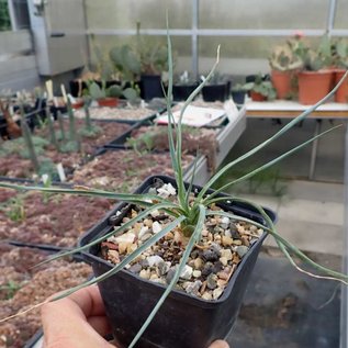 Yucca angustissima       (dw)