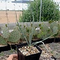 Yucca elata       (dw)