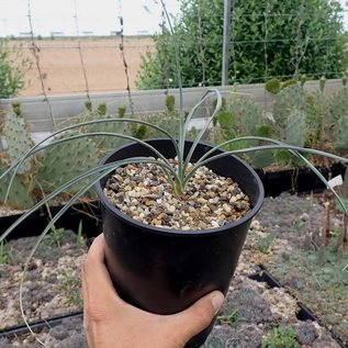 Yucca elata  LZ 2080 westl. Hope, NM, um 1600 m    (dw)