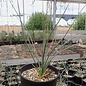 Yucca baileyi v. intermedia LZ 2085 Manzako Mnts, NM, 2030 m, Lehm-Sandboden, Grasweideland    (dw)