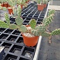 Opuntia rhodantha v. elegans      (dw)