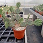 Opuntia rhodantha x utahensis      (dw)