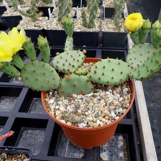 Opuntia humifusa   Central Ohio    (dw)