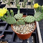 Opuntia humifusa   Central Ohio    (dw)