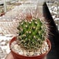 Mammillaria ernestii