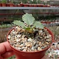 Dorstenia horwoodii