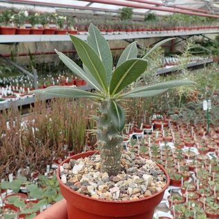 Pachypodium horombense   Madagaskar